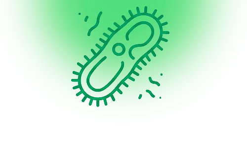 klebsiella