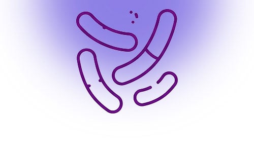 lactobacillus