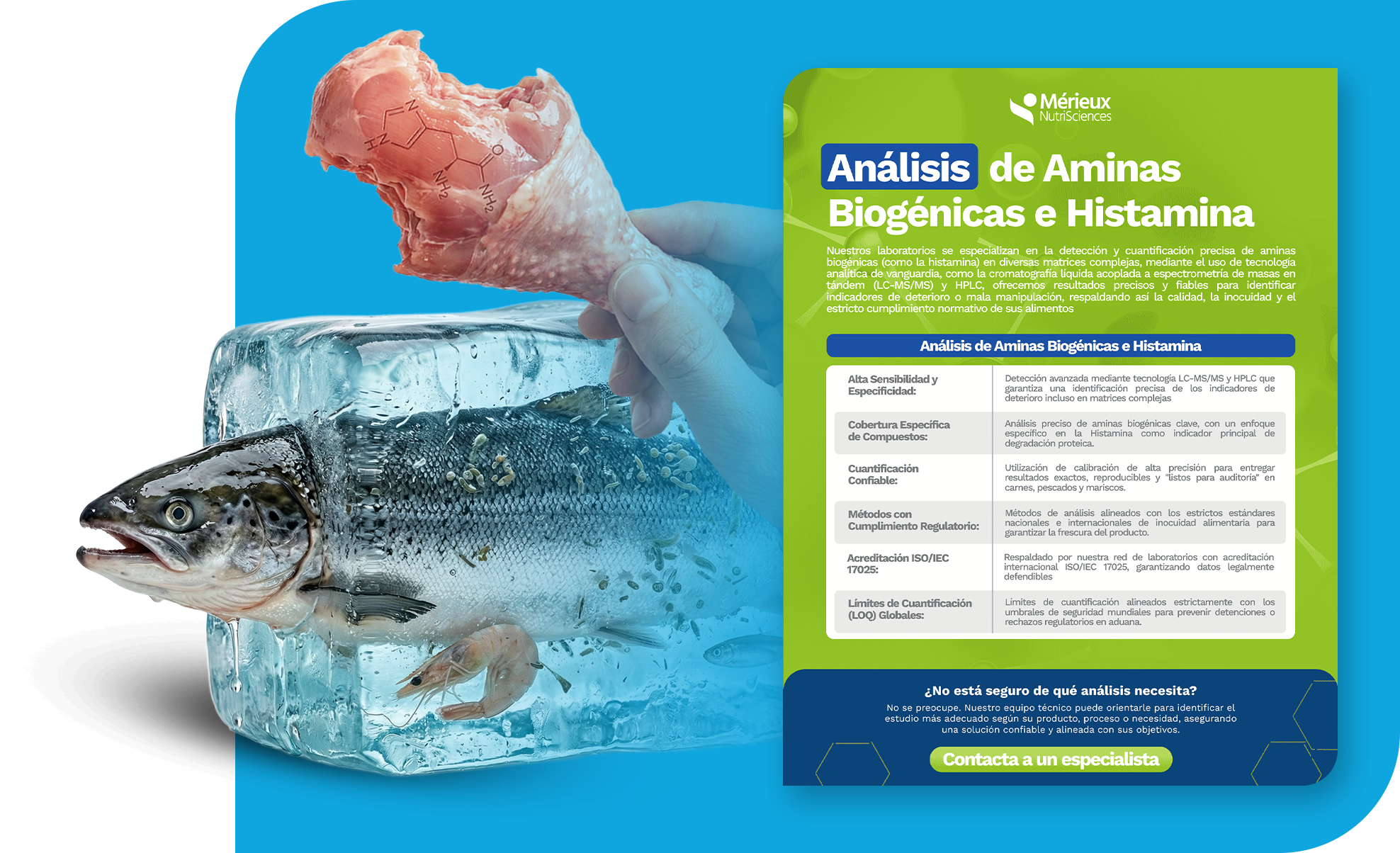 Aminas web