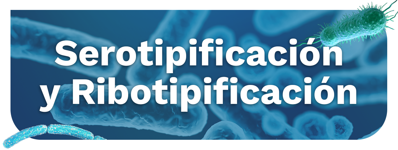 Serotipificación y Ribotipificación2 Serotipificación y Ribotipificación2